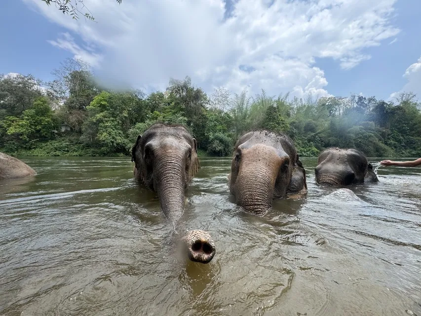Where Can I Ride an Elephant in Bangkok? Ethical Sanctuaries Instead